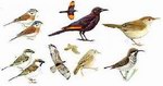 Эндемические виды птиц Сокотры